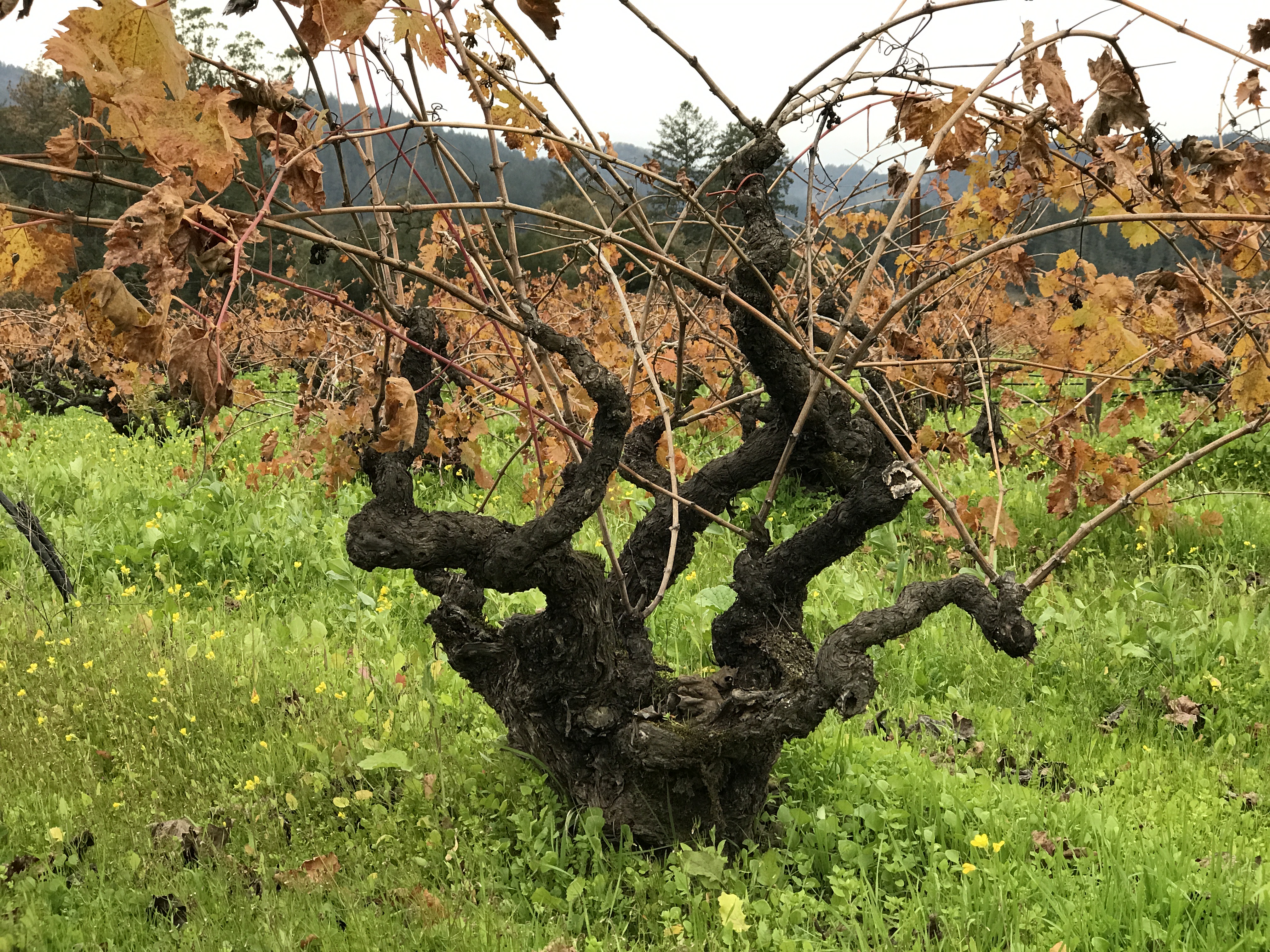 Gnarled old-vine head-trained grapevine in a Napa vineyard