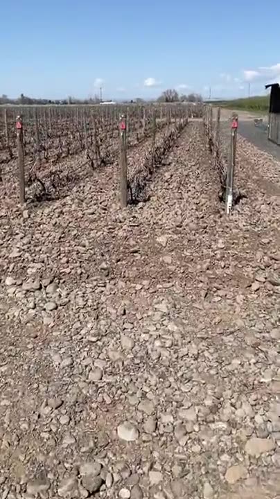 Rocks District vineyard in Walla Walla, Washington