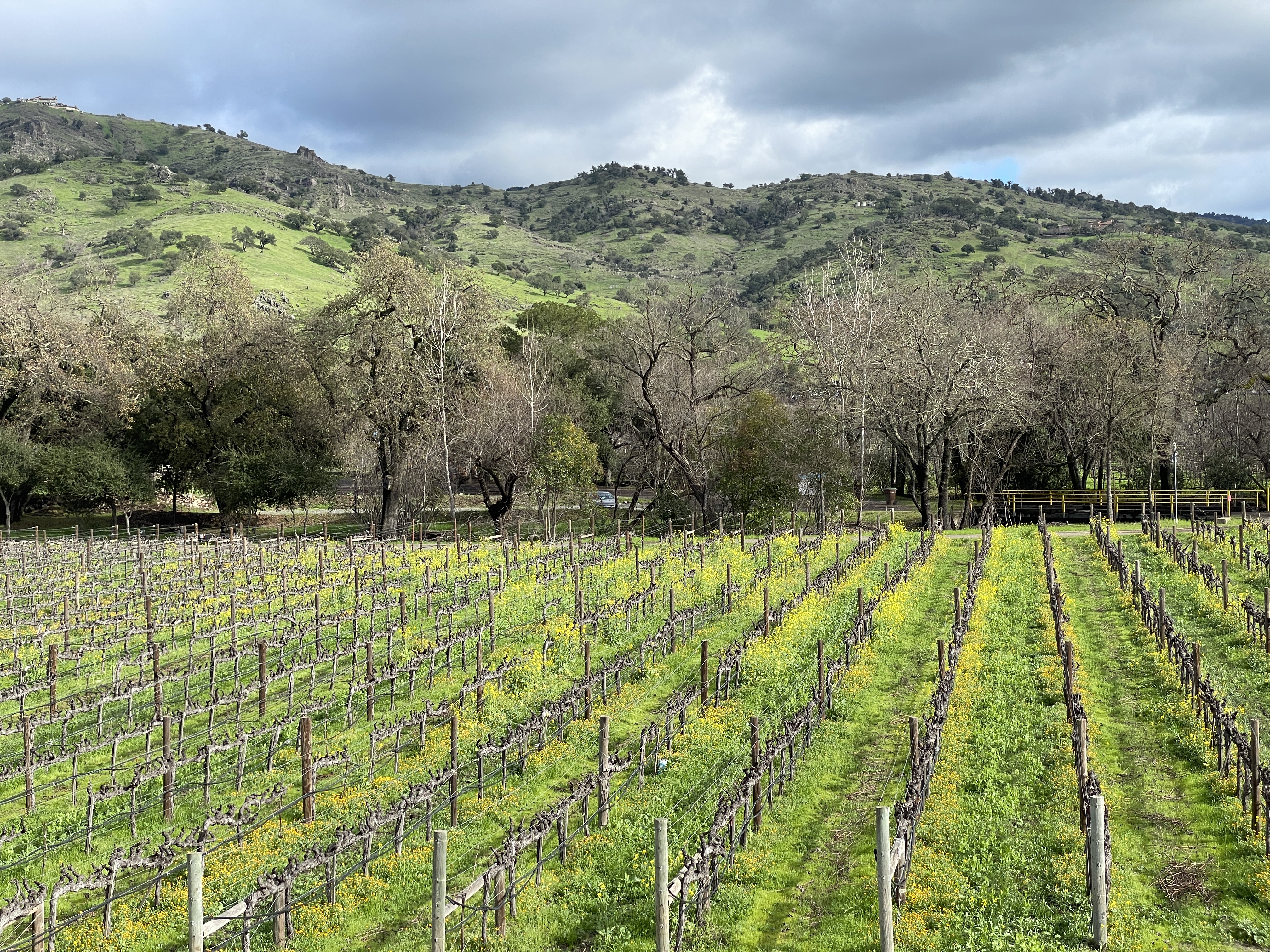 Napa Valley vineyard with mustard bloom and Vaca Mountain range