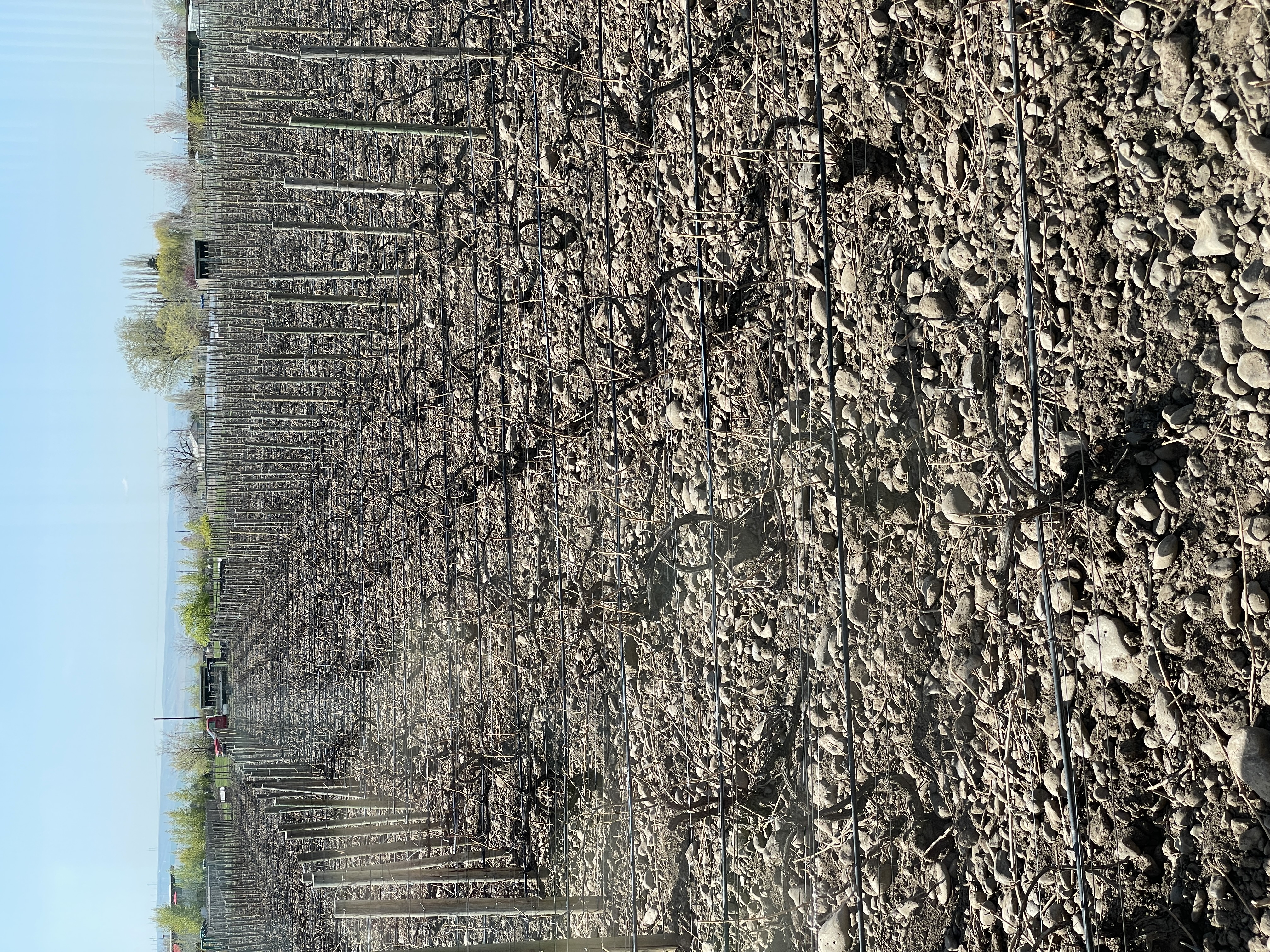 Cobblestone vineyard rows in The Rocks District of Milton-Freewater
